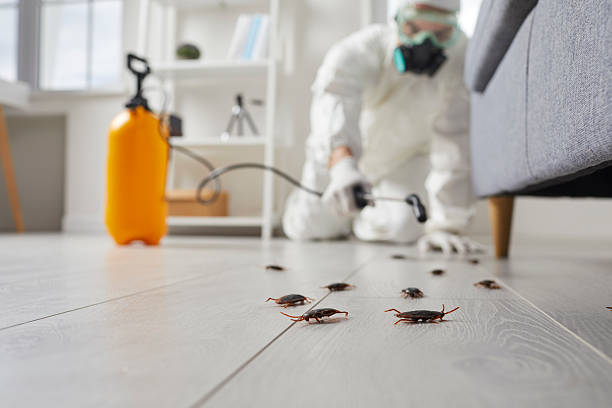 Commercial Kitchen Cockroach Control in Whiteriver